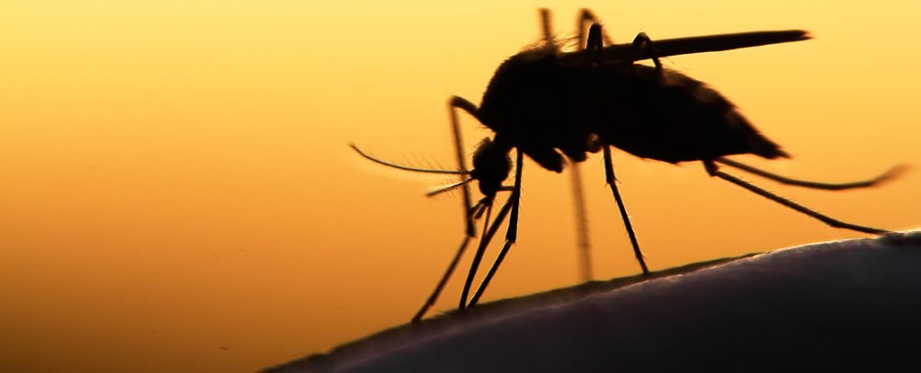 Worlds First Malaria Vaccine Approved By European Regulators
