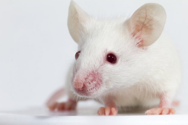 Miniature Human Intestines Have Been Grown Inside Mice For The First 