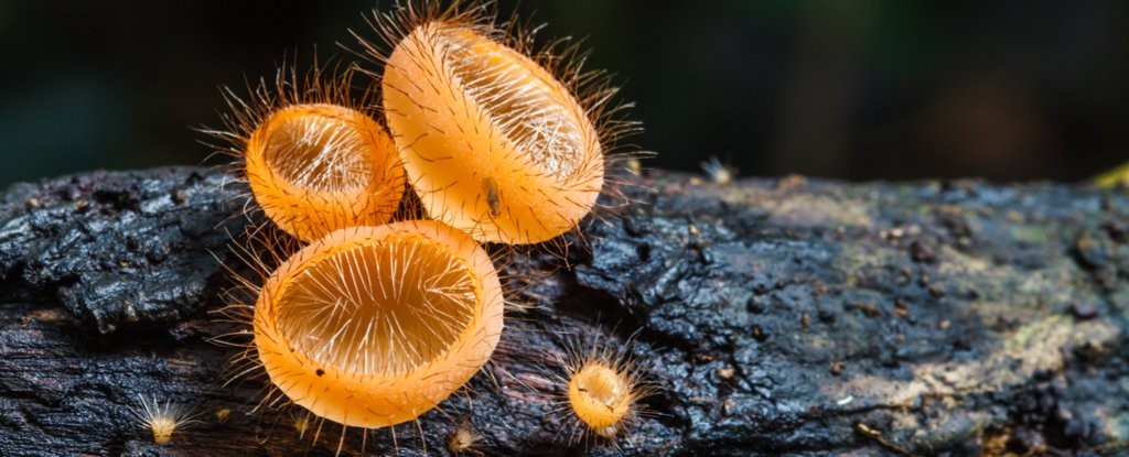 Mushrooms Played a Truly Surprising Role in Forming Our Planet's ...