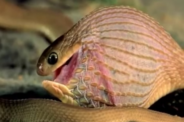 WATCH: Tiny Snake Swallows A Huge Egg Like A Pro : ScienceAlert