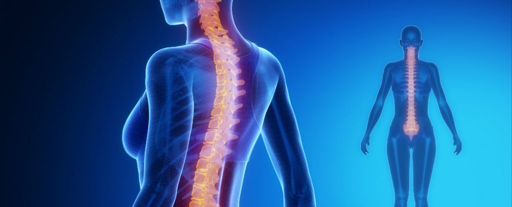 Scientists Have Regenerated Nerves After Spinal Cord Injury : ScienceAlert