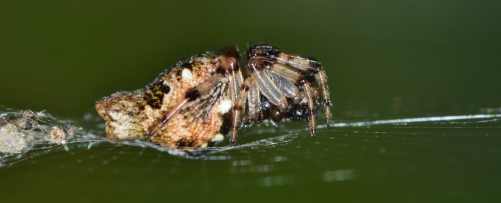 These Strange Spiders Have The Fastest Internal Clocks in Nature ...