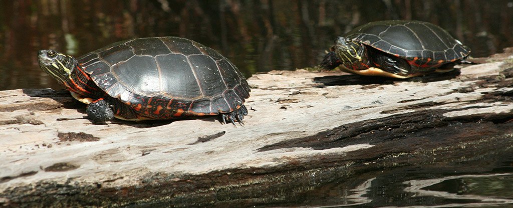 Turtles Breathe Through Their Butts to Survive in Frozen Ponds ...