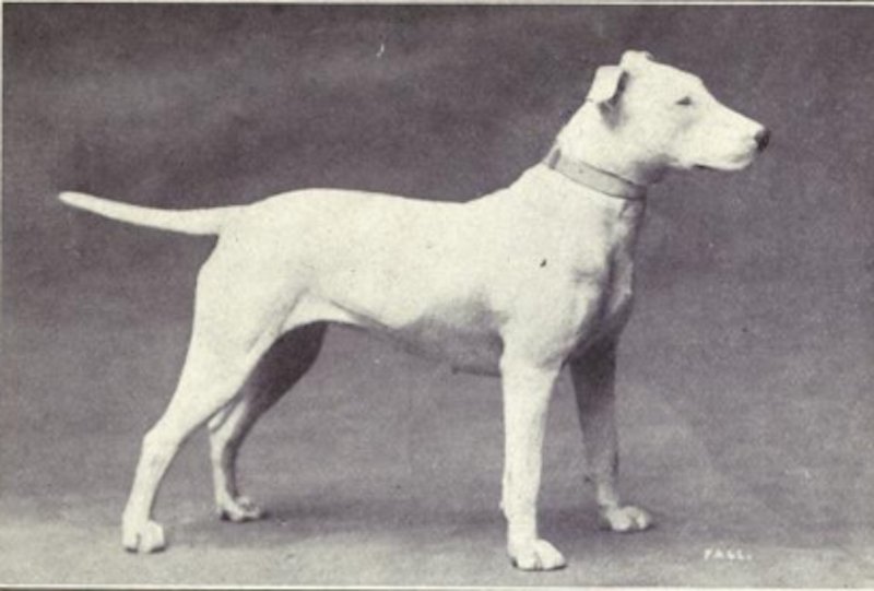 dog breeds 100 years ago