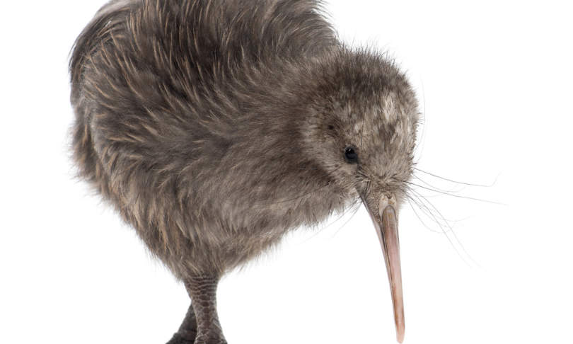 Kiwi may have originated in Aus