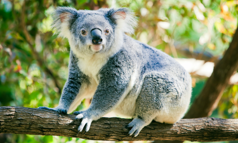 Koala spotted in Blue Mountains