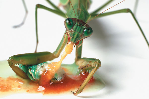 mantis-eating.jpg