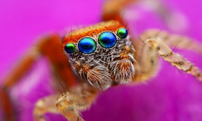 How Do Jumping Spiders Make a Perfect Landing? Watch And Learn